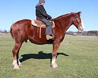 all-around-draft-horse