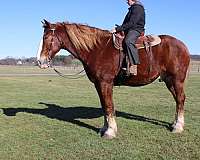 red-dun-white-strip-legs-horse