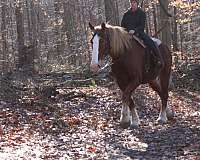 kid-safe-draft-horse