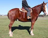 husband-safe-draft-horse