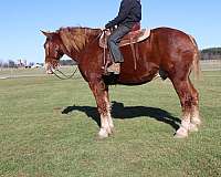 driving-draft-horse