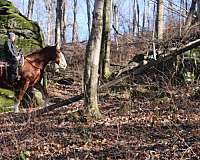 parade-draft-horse