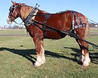 pleasure-driving-draft-horse