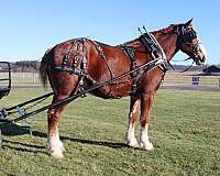 team-driving-draft-horse