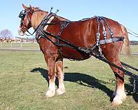 trail-draft-horse