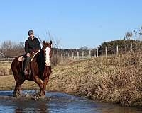 blagdon-draft-horse