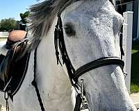 first-jumper-welsh-pony