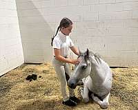 handle-welsh-pony