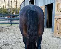 big-beautiful-quarter-horse