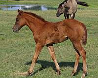 sorrel-star-left-rear-pastern-horse