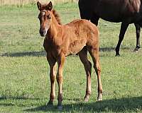 star-left-rear-pastern