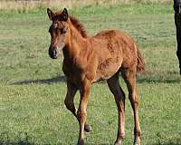 star-left-rear-pastern-horse