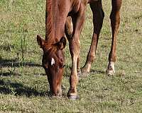 aqha-champion-quarter-horse