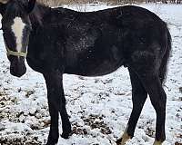 star-stripe-2-hind-stockinga-horse