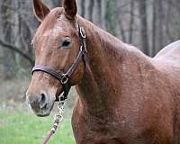 amateur-quarter-horse