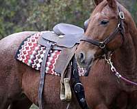 available-quarter-horse