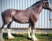 around-clydesdale-horse