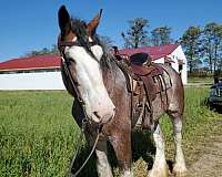 barefoot-clydesdale-horse