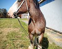 beginner-safe-kid-pony-clydesdale-horse