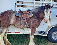 best-clydesdale-horse