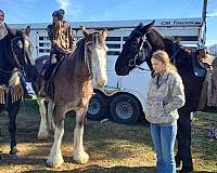 bid-clydesdale-horse