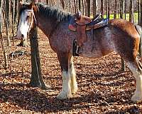 buy-clydesdale-horse