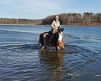 california-clydesdale-horse