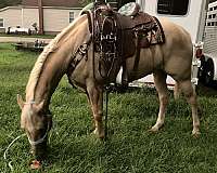 star-snip-on-face-some-white-above-hoof-front-legs-with-2-back-stockings-horse