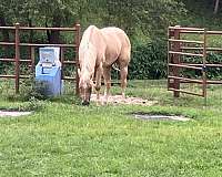 star-snip-on-face-some-white-above-hoof-front-legs-with-2-back-stockings