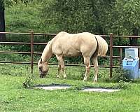 ranch-work-quarter-horse