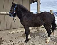 color-welsh-pony