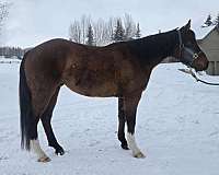 therapy-gelding-stallion