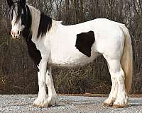 panda-gypsy-vanner-horse