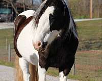 sells-gypsy-vanner-horse