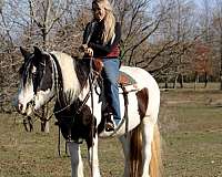 sit-gypsy-vanner-horse