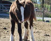 stand-tied-gypsy-vanner-horse