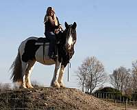 trail-riding-western-pleasure-gypsy-vanner-horse