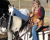 piebald-trail-riding-western-pleasure-horse