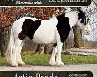 haul-gypsy-vanner-horse