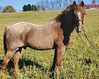 fancy-english-gelding