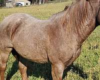 wagon-rides-gelding