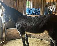 black-mule-mare