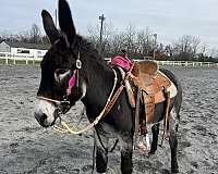 black-kid-safe-horse