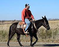 trail-riding-working-horse