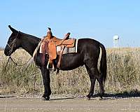 black-trail-riding-working-horse