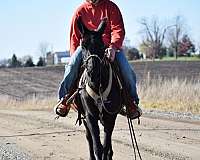 trail-riding-working