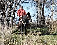 black-mule-gelding