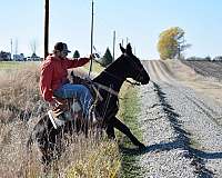 13-hand-mule-gelding