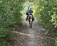 ranch-quarter-horse