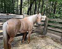 ranch-versatility-quarter-horse